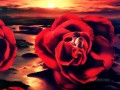 JPA Roses fantastische